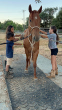 Load image into Gallery viewer, The Horse Program for Homeschool at Redwood Empire Ranch Enrollment